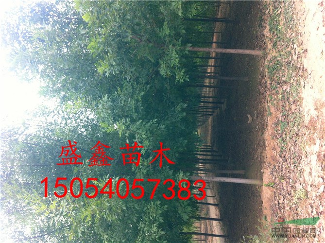 山東五年生牡丹基地
