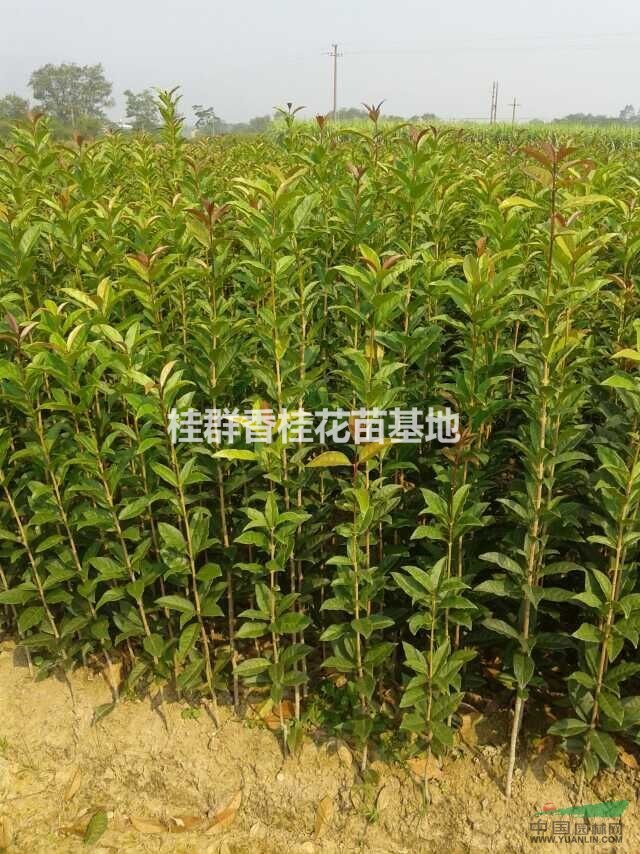大量批發(fā)1-2米高桂花苗，丹桂苗