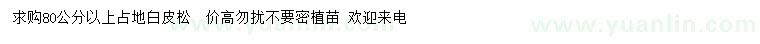 求購80公分以上占地白皮松