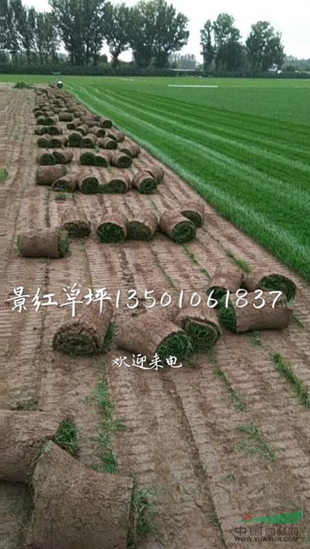北京草坪景紅草坪基地常年出售各種草坪