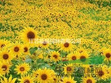 向日葵別稱朝陽花、轉(zhuǎn)日蓮、向陽花、望日蓮 向日葵種子價格