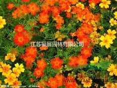 萬壽菊別稱臭芙蓉、萬壽燈、蜂窩菊、臭菊花 萬壽菊種子價(jià)格