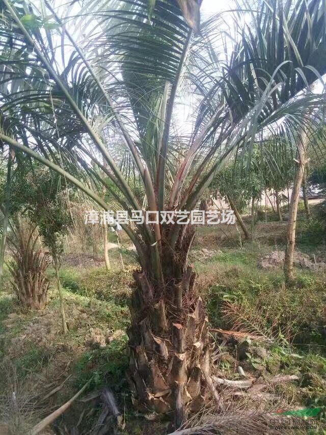 布迪椰子（杆高1米5，冠幅4米，地径50，价格600）