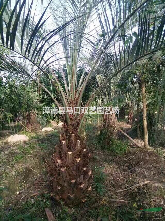 布迪椰子（杆高1米5，冠幅4米，地径50，价格600）