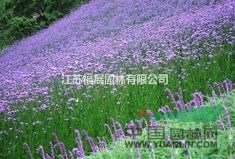 柳葉馬鞭草別稱南美馬鞭草、長(zhǎng)莖馬鞭草 馬鞭草種子價(jià)格 圖片