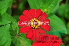 百日草別稱步步高、火球花、對(duì)葉菊 、秋羅百日草種子價(jià)格 圖片