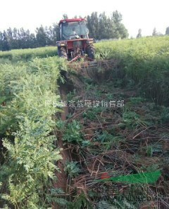 50公分高紫穗槐 6分錢一株