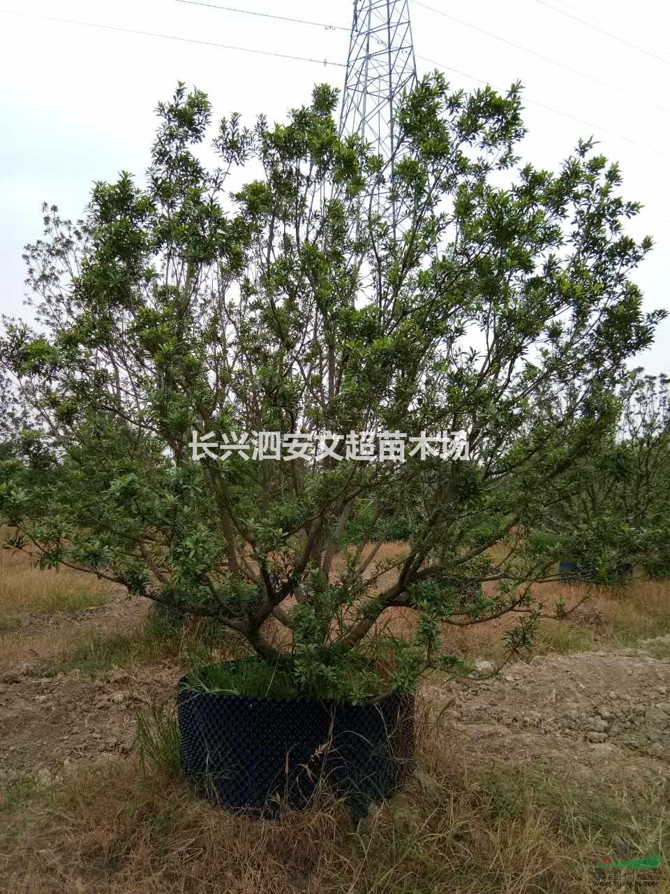 長興供應3米/3.5米/4/5米蓬容器精品楊梅上車價格及圖片