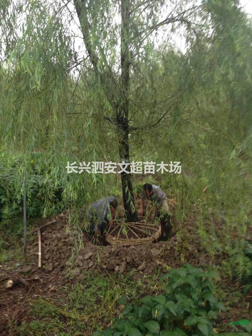浙江長興長期低價供應8-20公分精品垂柳上車價格及圖片