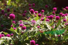 千日紅別稱火球花、百日紅   千日紅種子價(jià)格