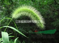 狼尾草是固堤防沙的首選植物 狼尾草種子價格  狼尾草照片