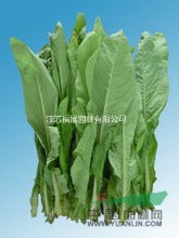 苦麥菜又稱苦苣  苦麥菜種子價(jià)格  苦麥菜照片