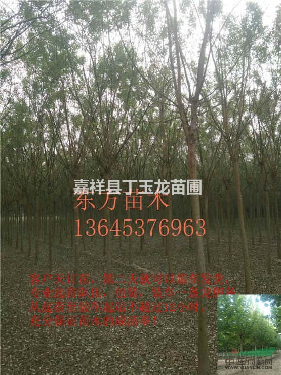 直徑18公分原生國槐樹2017年東方國槐報價