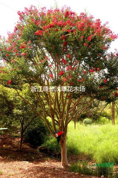 美國紅火箭紫薇