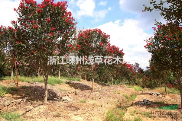 美國紅火箭紫薇
