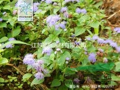 藿香薊別稱勝紅薊、一枝香 藿香薊種子價格 藿香薊照片