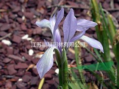 馬蘭花別稱馬蓮、旱蒲、蠡實(shí)、荔草、劇草 馬蘭花種子價(jià)格