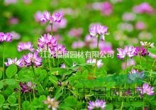 紫云英別稱翹搖、紅花草、草子等  紫云英種子價(jià)格 紫云英照片