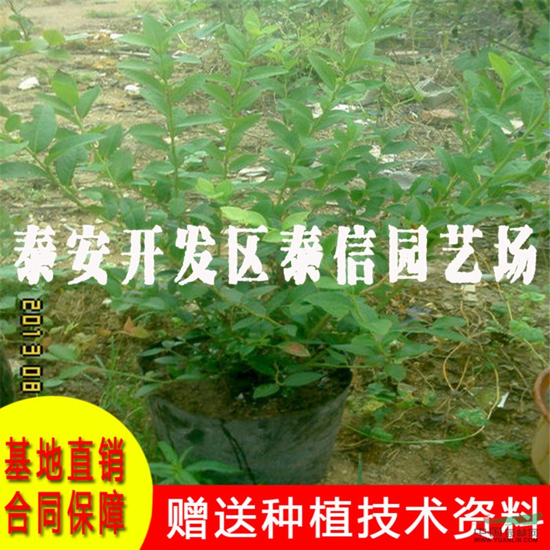 兔眼藍(lán)莓苗價(jià)格 兔眼藍(lán)莓苗批發(fā)