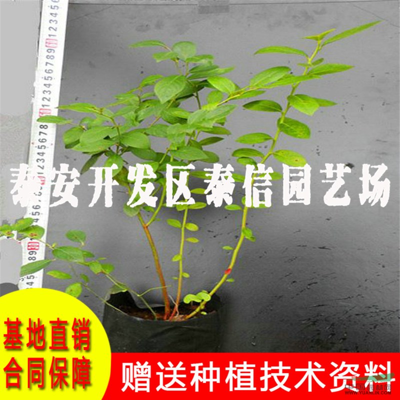 兔眼藍(lán)莓苗價(jià)格 兔眼藍(lán)莓苗批發(fā)