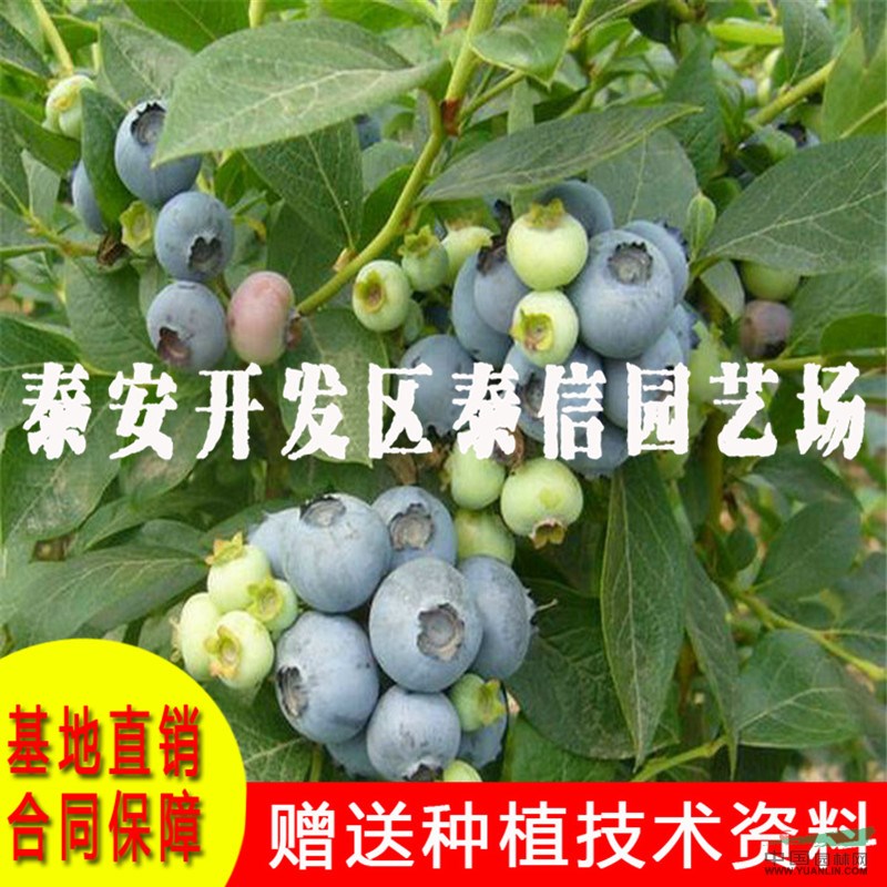燦爛藍莓苗批發(fā) 燦爛藍莓苗價格