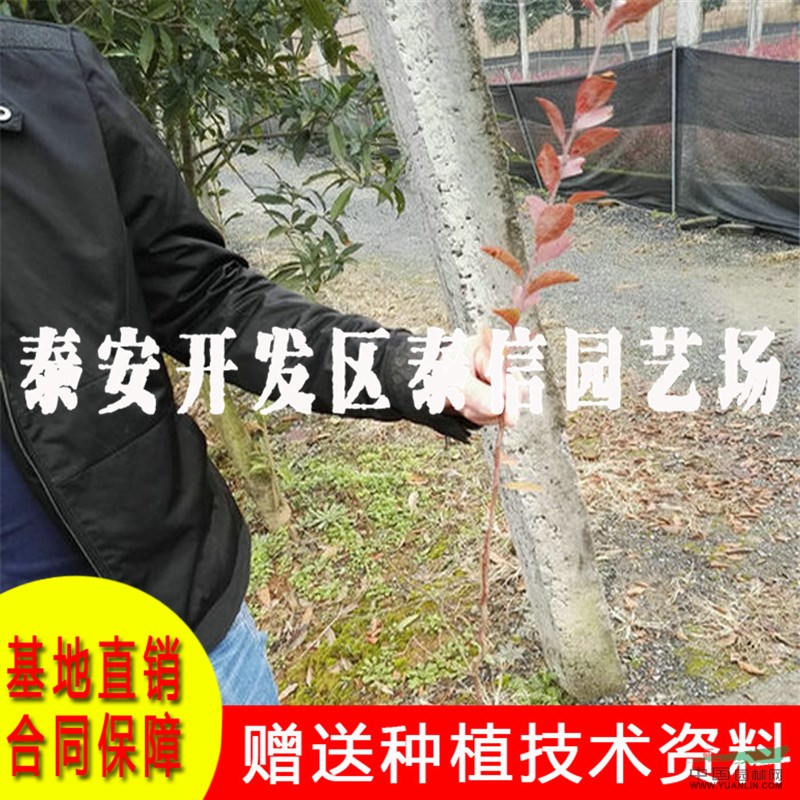 芬蒂藍莓苗價格 芬蒂藍莓苗批發(fā)