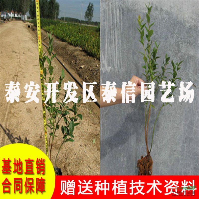 芬蒂藍莓苗價格 芬蒂藍莓苗批發(fā)