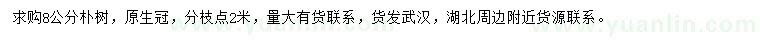 求購8公分樸樹
