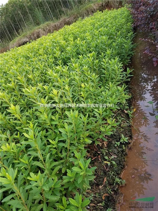 湖南綠化苗木價格之新大地杜鵑小苗基地湖南杜鵑價格杜鵑球價格 