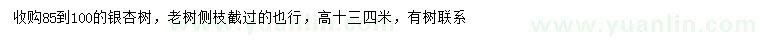 求購(gòu)85-100公分銀杏