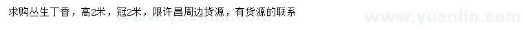 求購高2米叢生丁香