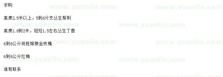 求購叢生紫荊、叢生丁香、金枝槐等