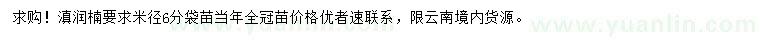 求購米徑6公分滇潤楠