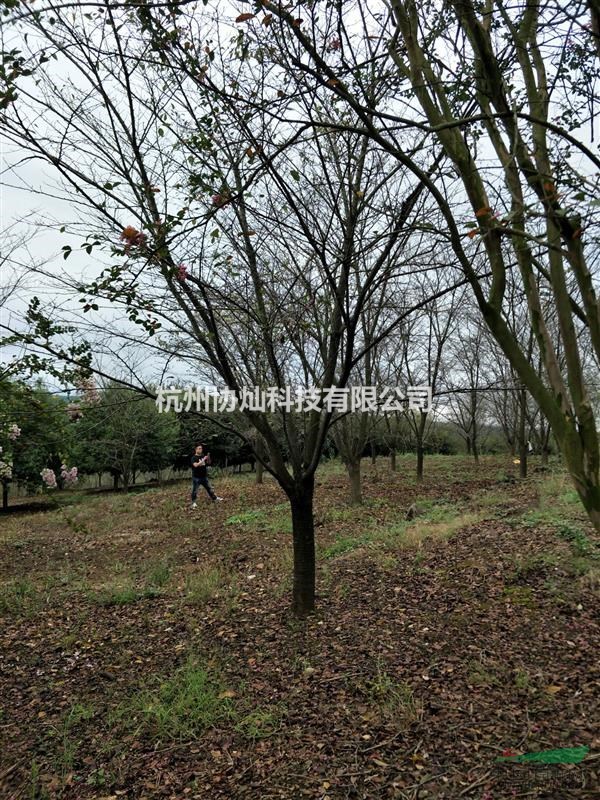 供有大規格日本櫻花6公分到24公分