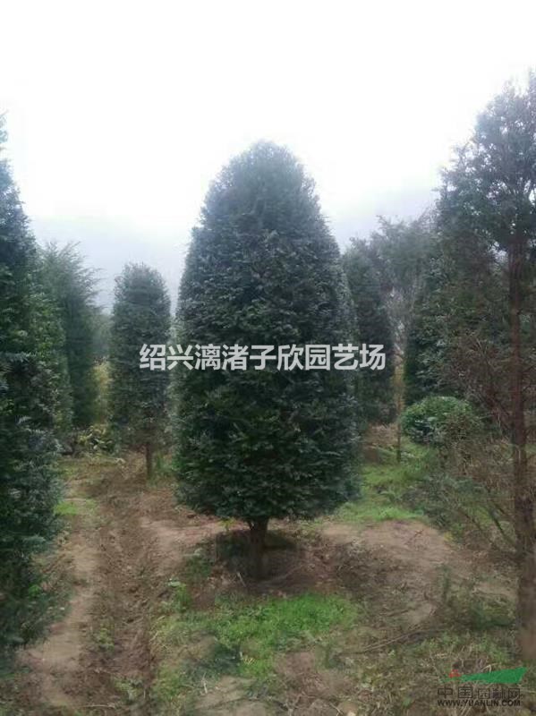 造型紅豆杉 錐形 柱形