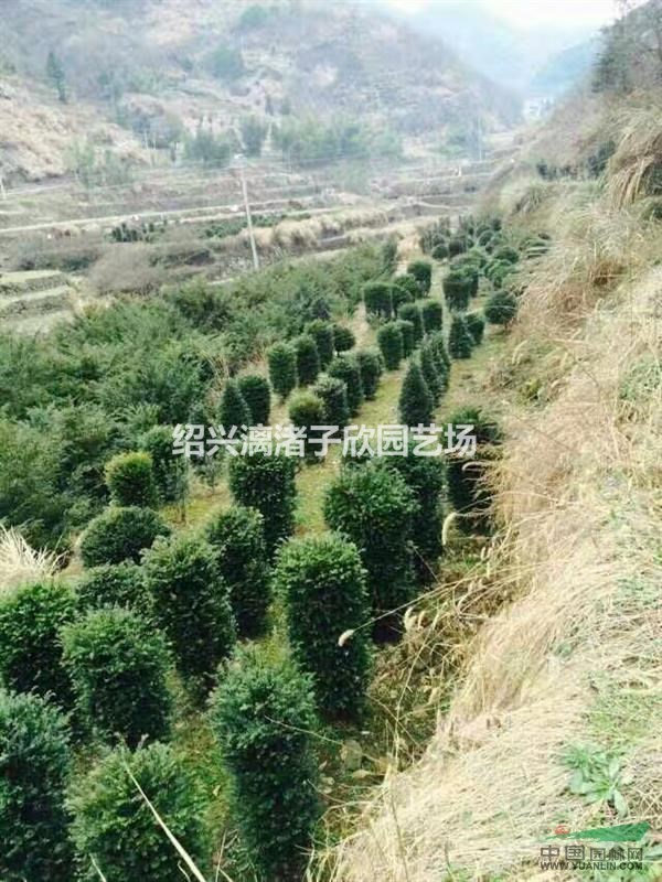造型紅豆杉 錐形 柱形