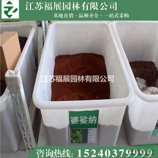 婆婆納種子價(jià)格  婆婆納照片  婆婆納適合花壇地栽