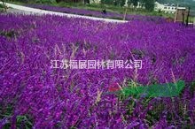 藍(lán)花鼠尾草別稱一串藍(lán)、 藍(lán)絲線 藍(lán)花鼠尾草種子價格 照片