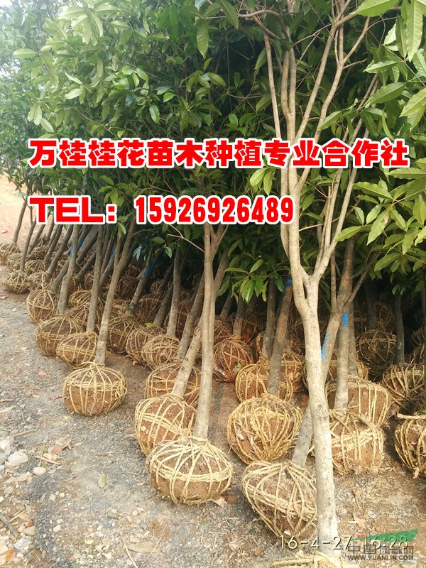 湖北6-9公分桂花樹苗批發(fā)出售價格及如何澆水