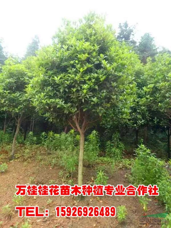 湖北6-9公分桂花樹苗批發(fā)出售價格及如何澆水
