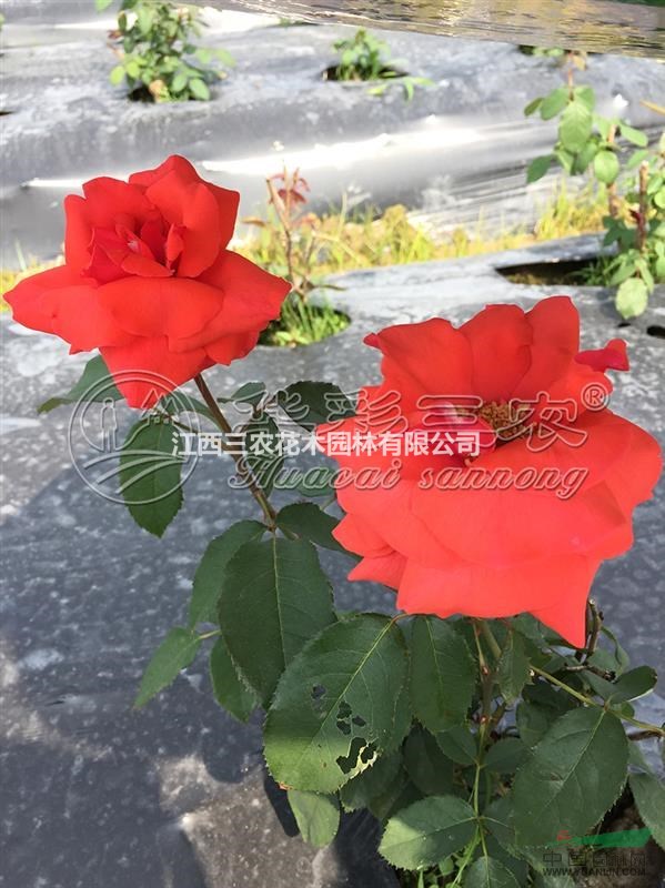 新品種月季花_香云月季 香云月季價(jià)格