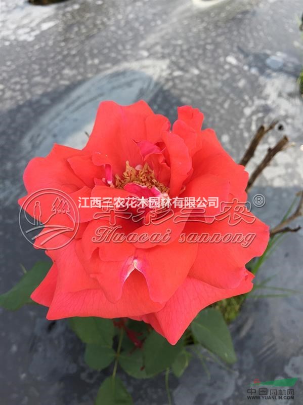 新品種月季花_香云月季 香云月季價(jià)格