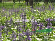 蘭花鼠尾草種子價格  蘭花鼠尾草照片 蘭花鼠尾草適合花壇景觀