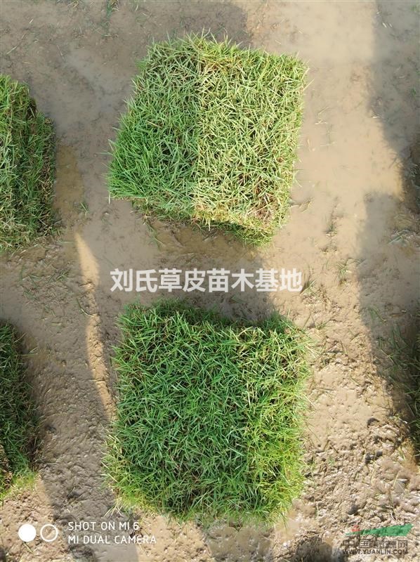 草皮如何養(yǎng)護