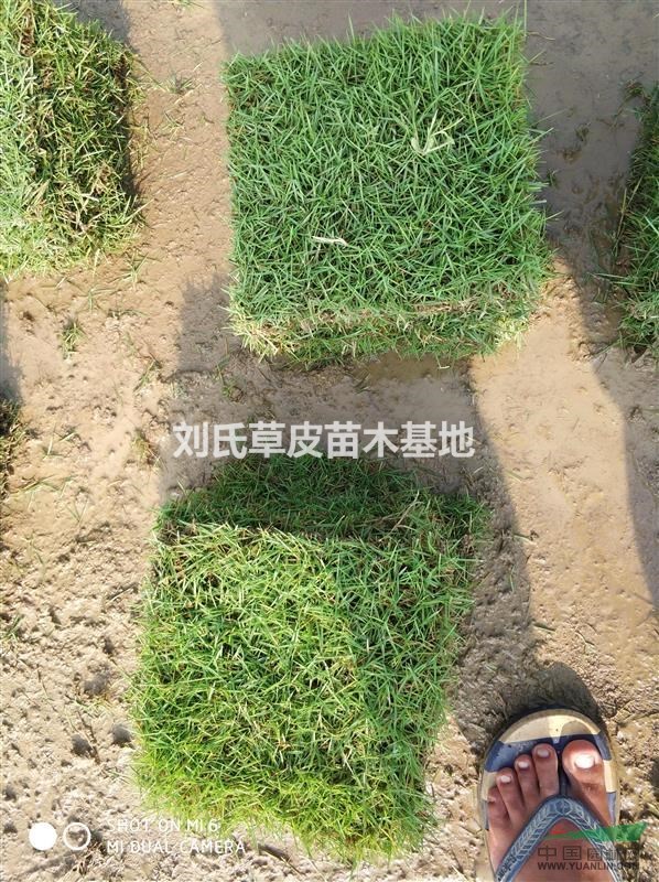 草皮如何養(yǎng)護