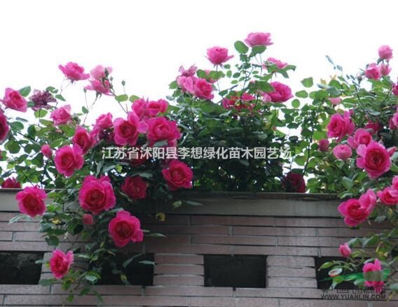 供應藤本月季薔薇 紅花薔薇 粉花薔薇