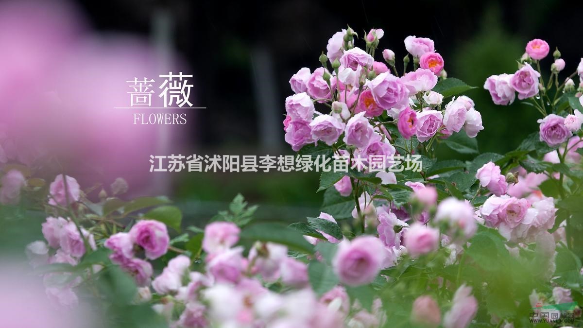 供應藤本月季薔薇 紅花薔薇 粉花薔薇