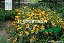 黑心菊別稱黑心金光菊、黑眼菊 黑心菊種子價格 黑心菊照片