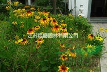 黑心菊別稱黑心金光菊、黑眼菊 黑心菊種子價格 黑心菊照片