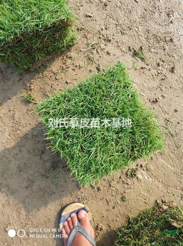 郴州馬尼拉草皮供應(yīng) 